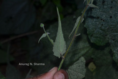 Abutilon persicum